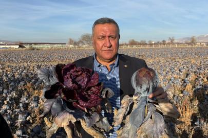 Gürer: “Kara Lahana Tarlada Kaldı, Markette Fiyatı Katladı”     Gürer: “Tarladaki Ürün, Tarım Politikalarının İflasının Fotoğrafıdır”