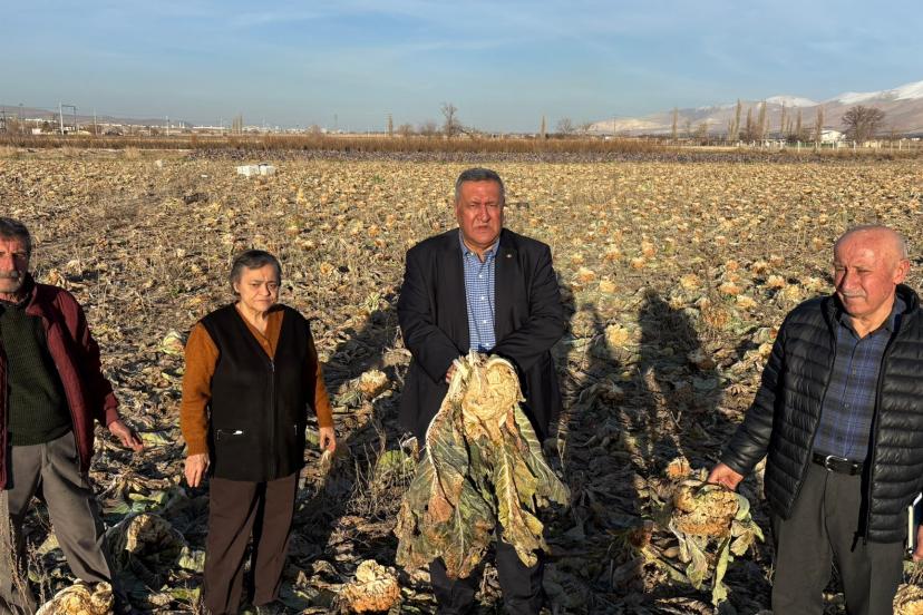 Niğde Bor’da Karnabahar Da Tarlada Kaldı     Gürer: “Don Vurdu, Borç Büyüdü, İsraf Derinleşti”